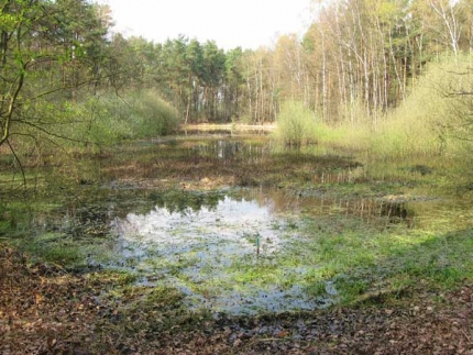 Bild 1 von Weckers Heideteich